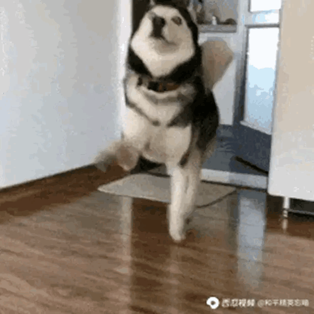 第三颗非洲之星 3