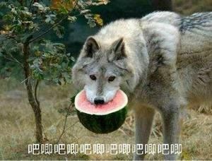 咨询下,单一萧晨转魔放队伍效果如何? 1