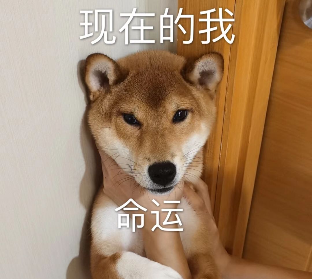 动态图片 4