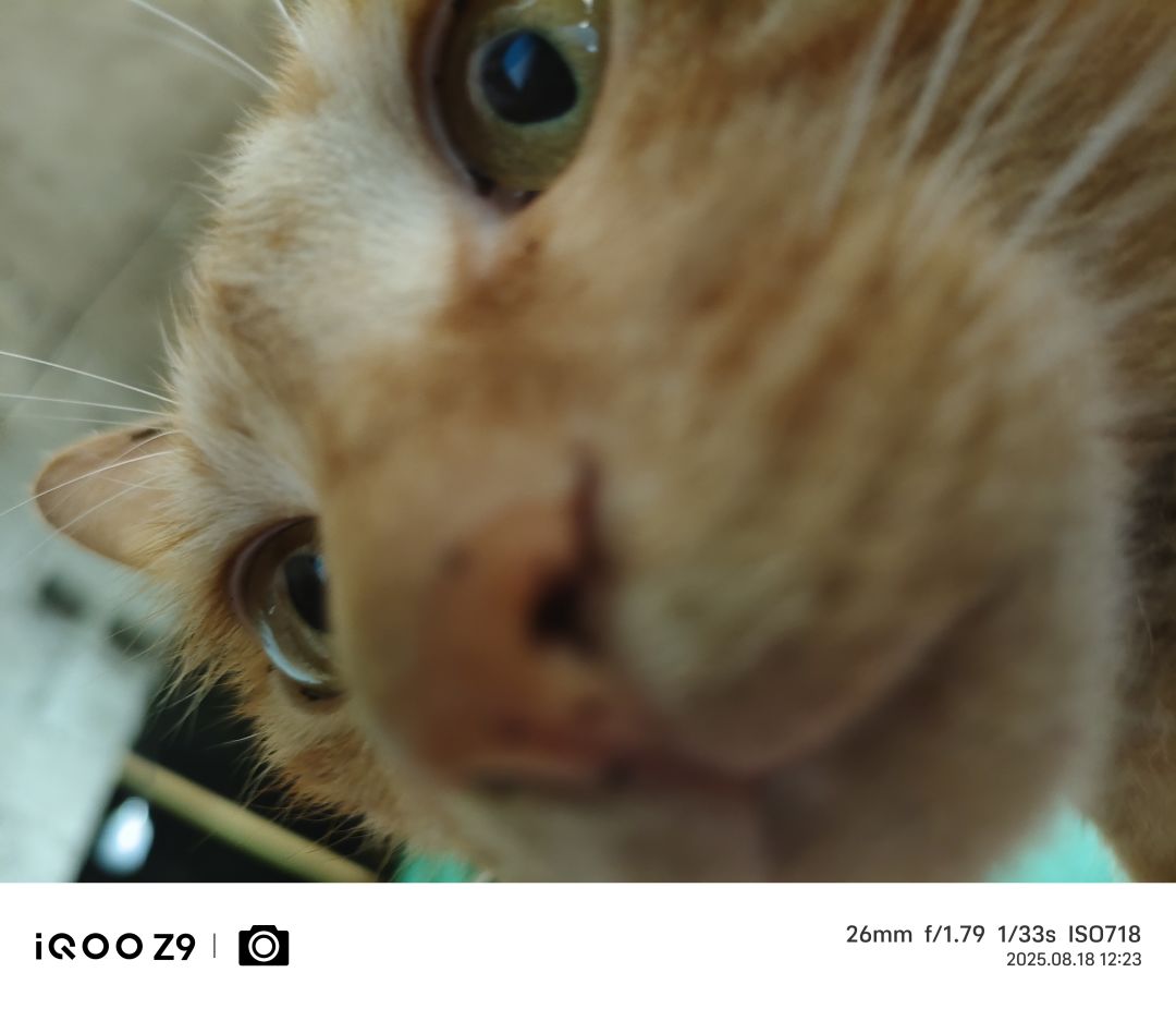 猫猫狗狗,顺便问问陀螺仪辅瞄意见 1