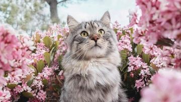 新战役测试机制情况报告