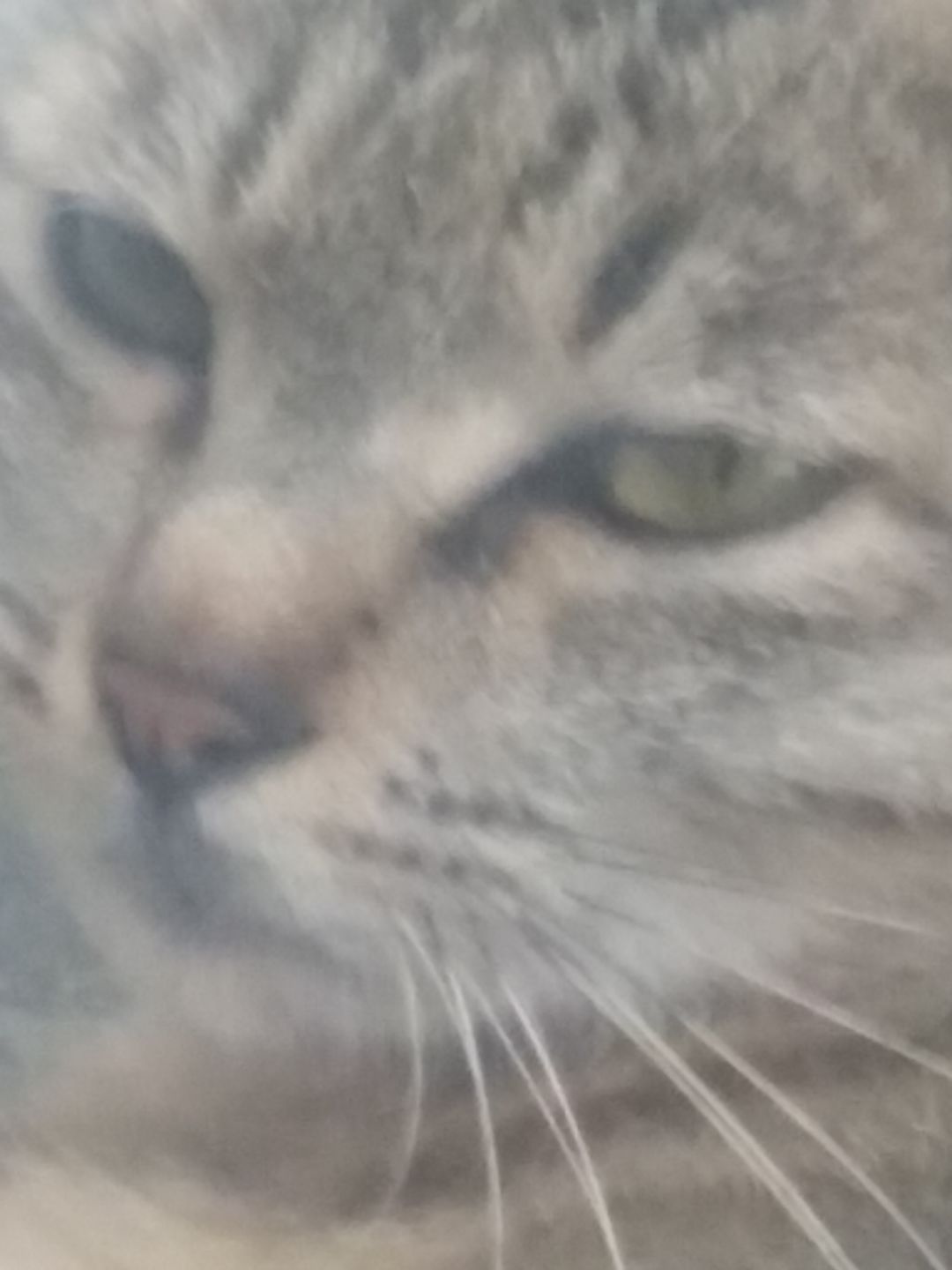 纸嫁衣八 公测 猜测 1