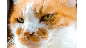 2024/6/25 拳盾坦微调整优化