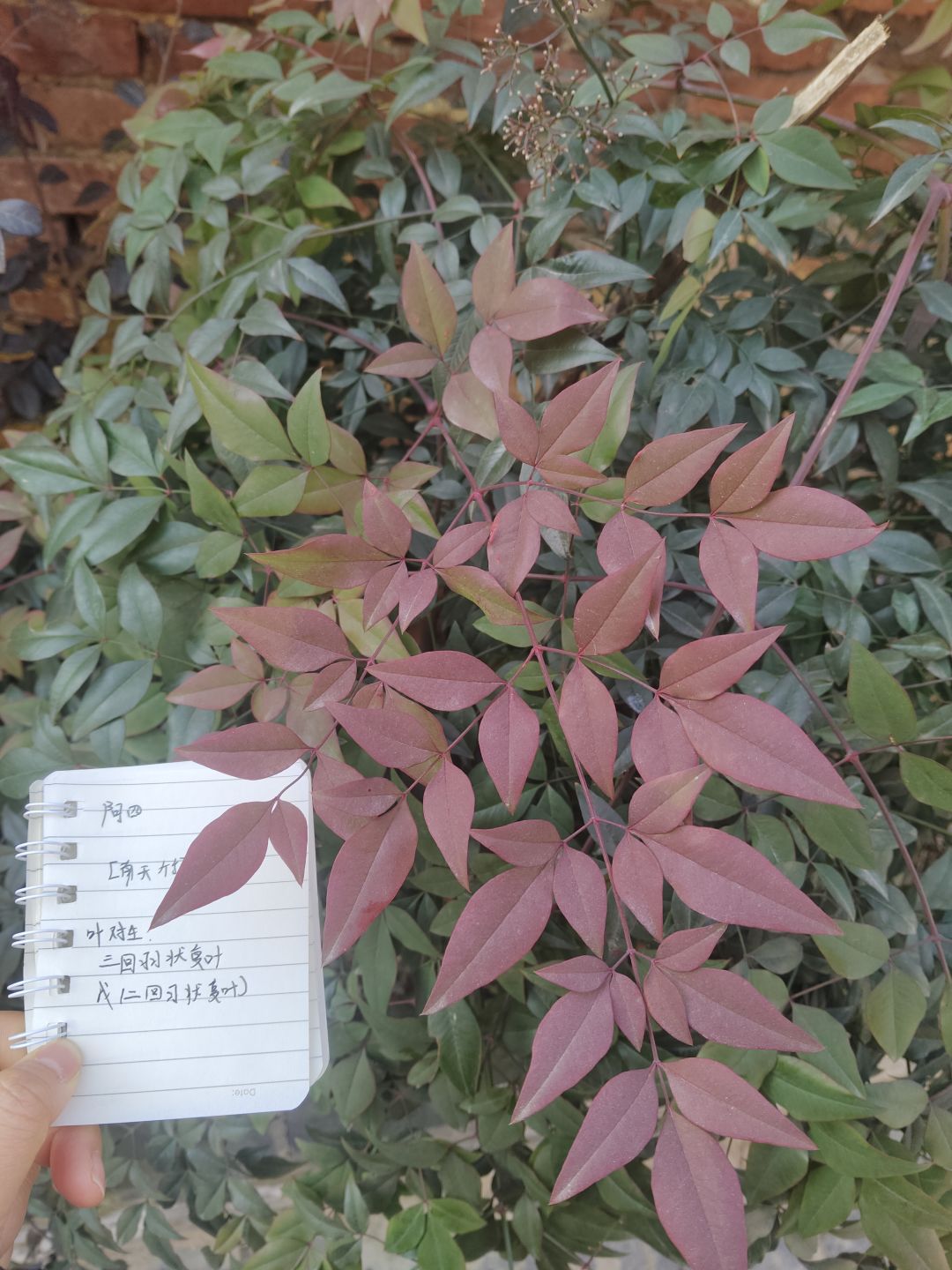 参加六周年活动，花与叶截图