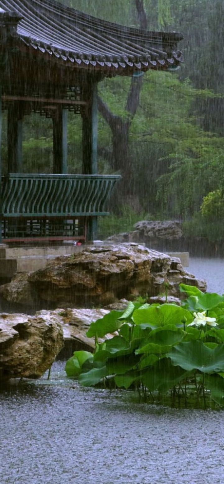 s663 雨中的鱼截图