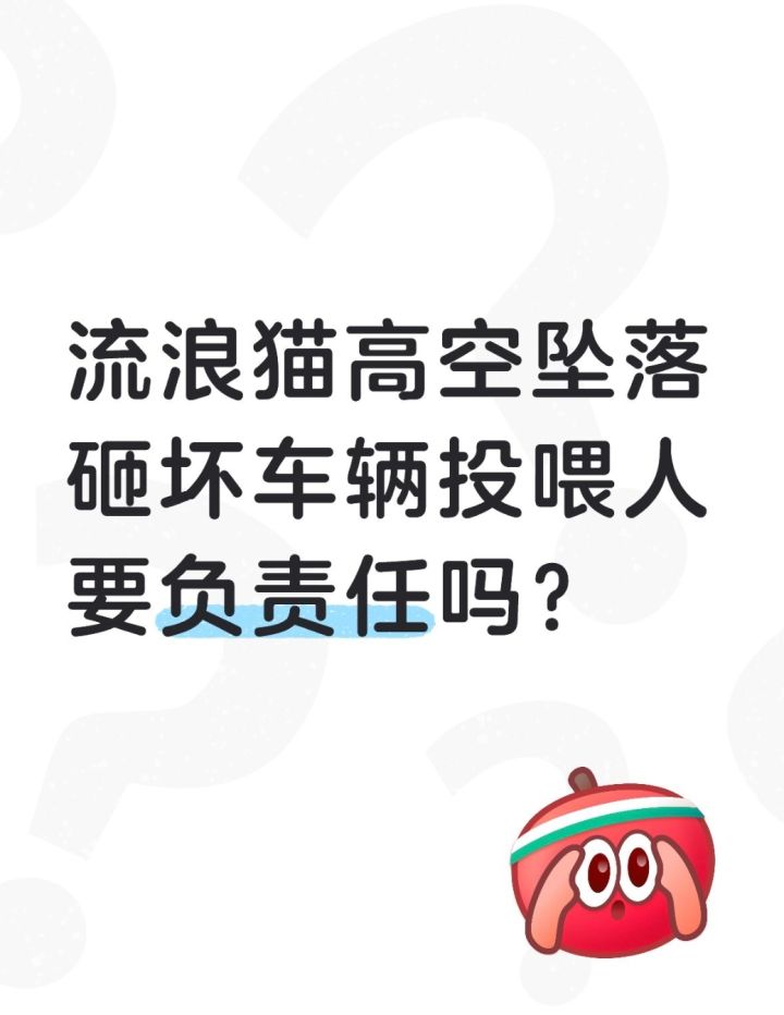 流浪猫高空坠毁砸坏车辆，投喂人要担责任吗？截图