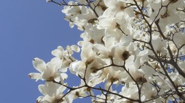 国内常见木兰科观赏植物检索表（上）