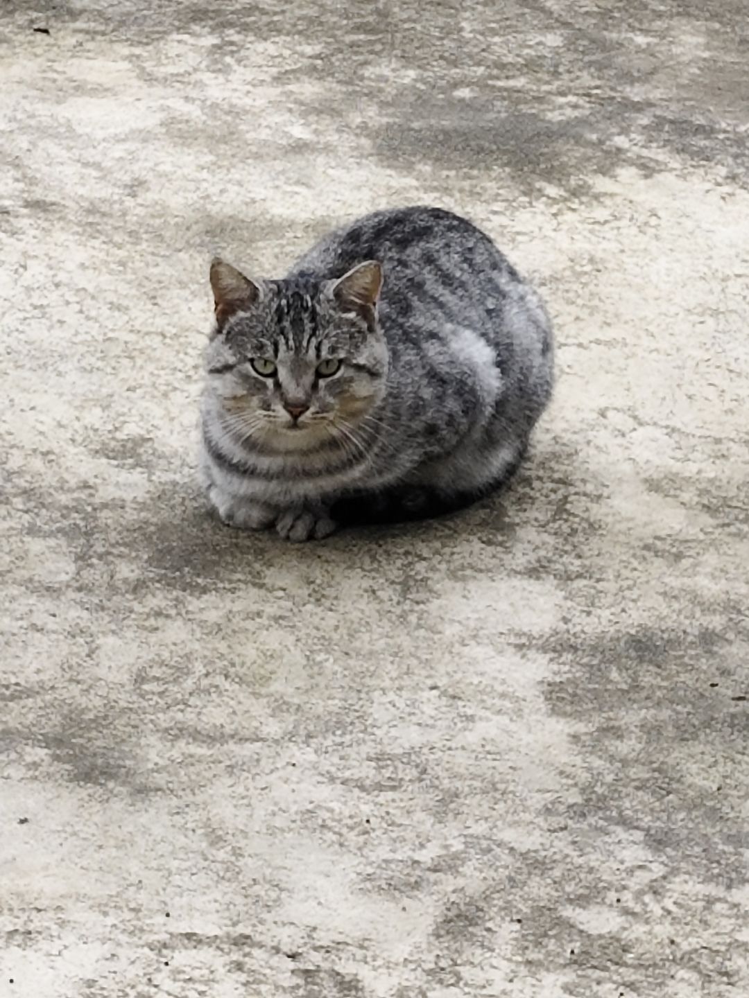 线下拍到的正宗猪咪 2