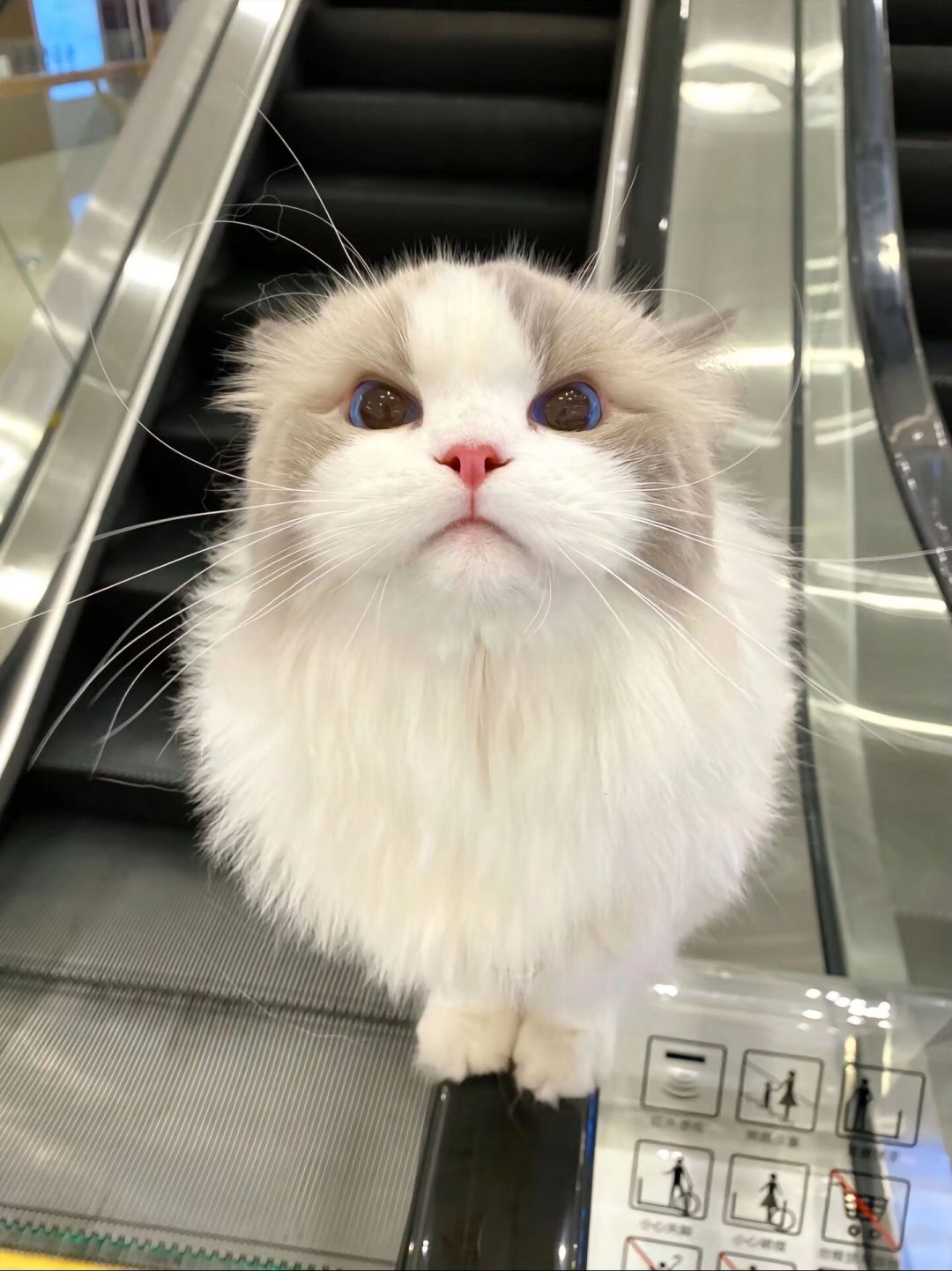 偶遇一只黏人的小猫咪,是时候拥有一只猫了 4