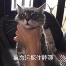 【科研向】骑士嘲讽技能概率截图