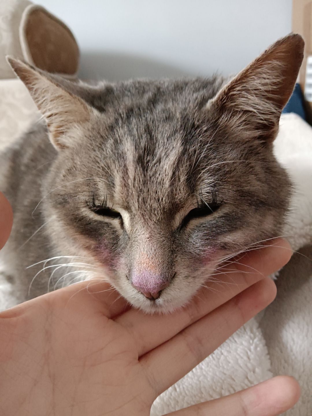 小猫咪那么可爱~谁会讨厌小猫咪呢? 4
