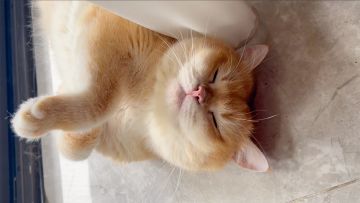 猫旅馆周年庆活动预告 - Part 1