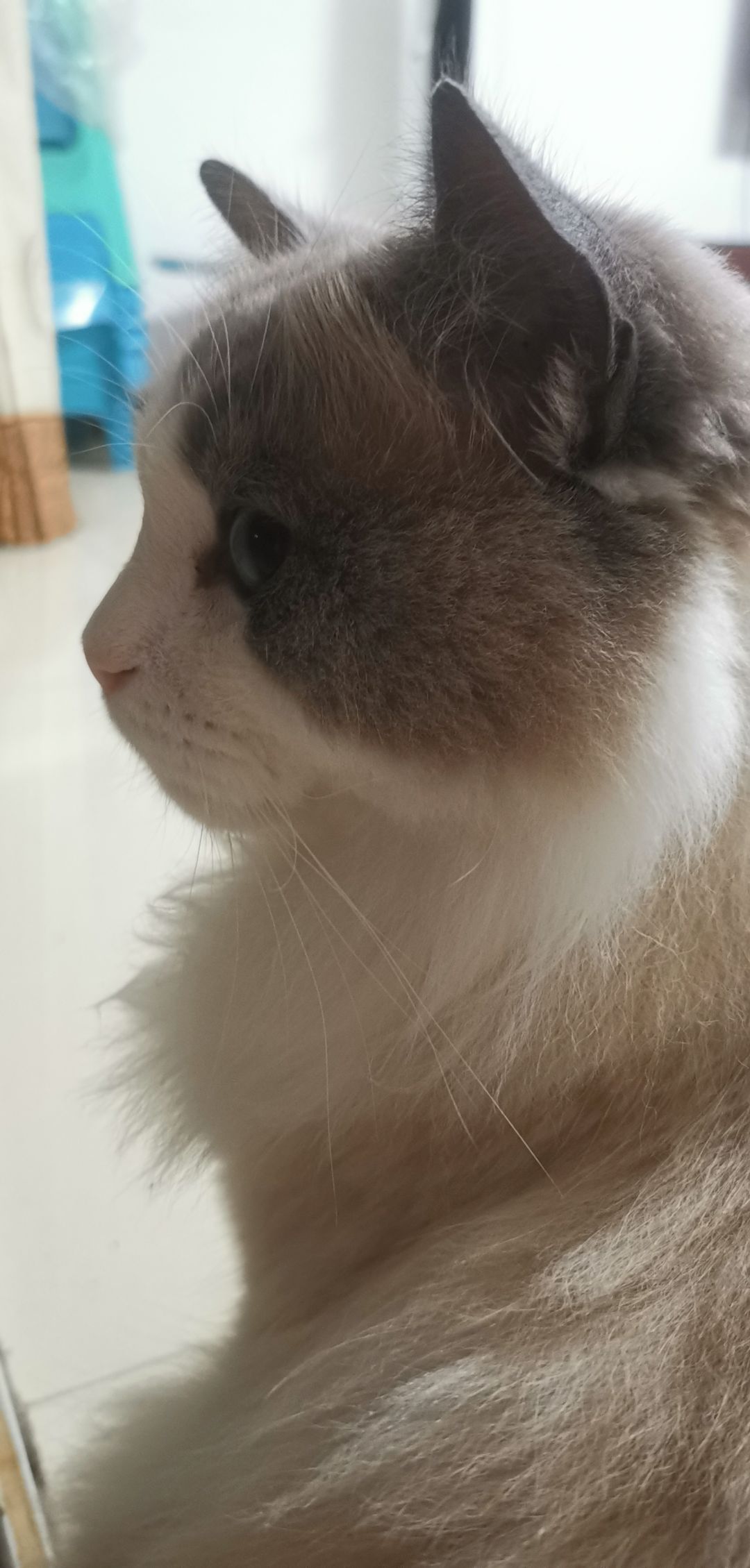 小欢邻居在吗? 3