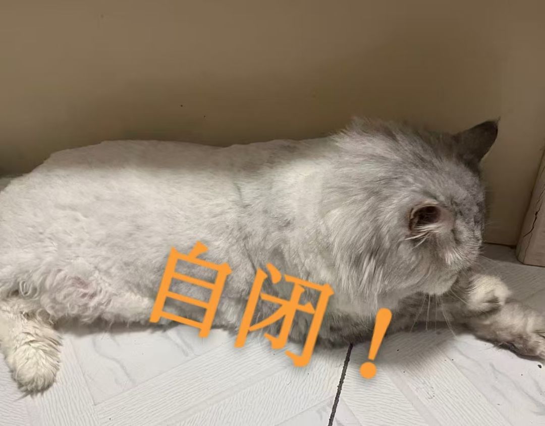 喵喵喵喵喵 3