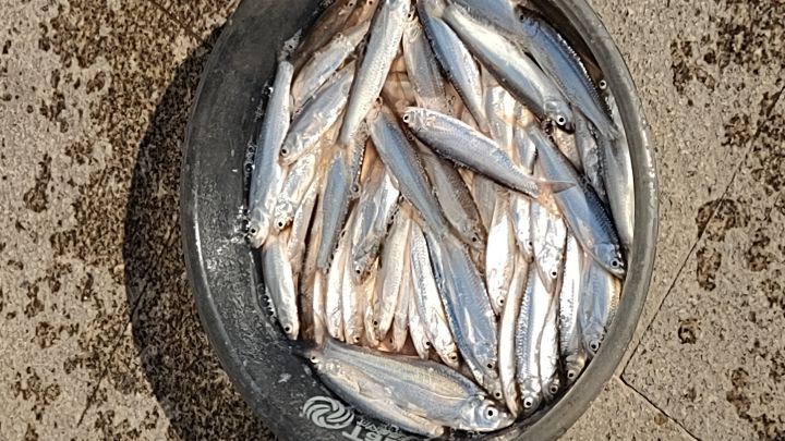 有塞拉斯吗?截图