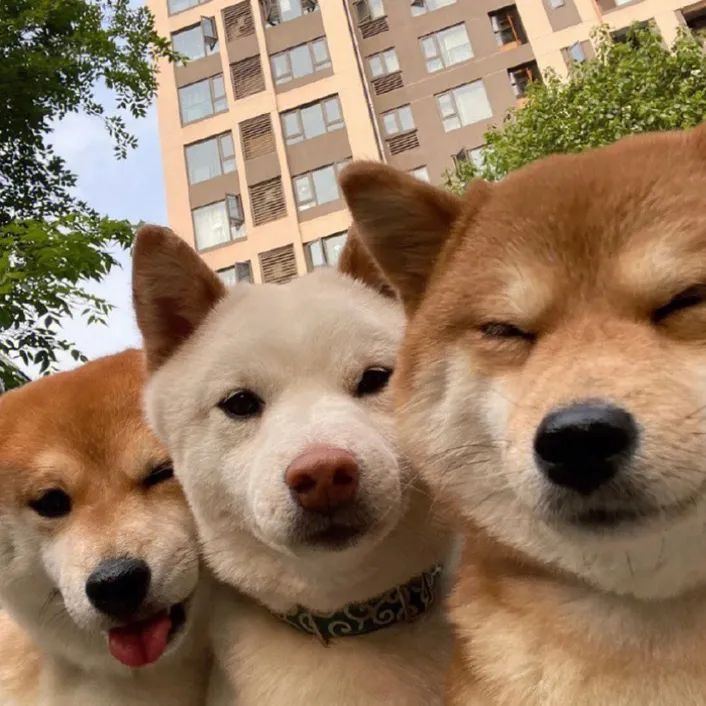 为了碎片截图