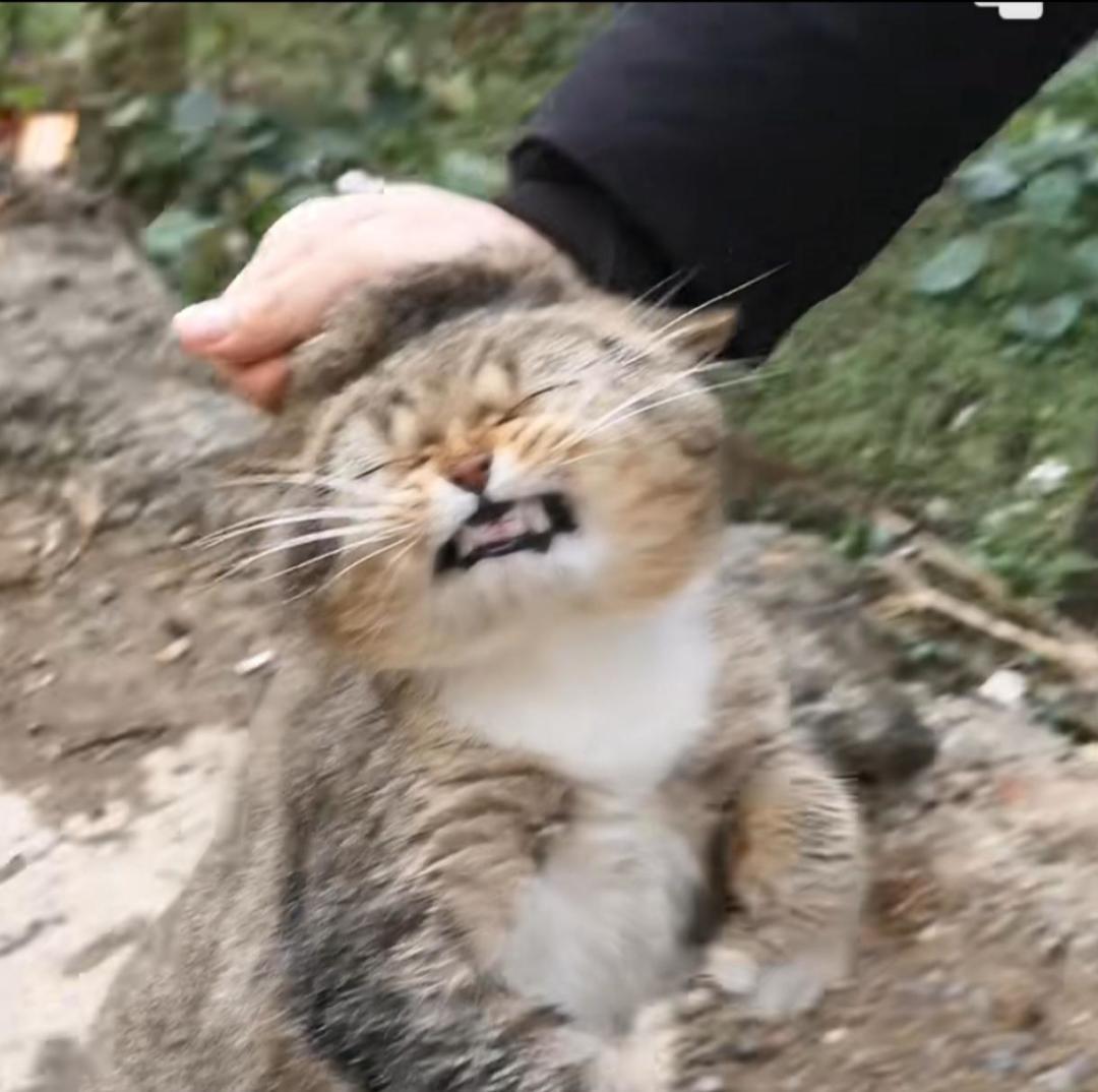 摆烂游戏 1