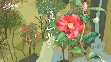 六周年更新🌹滇山茶！