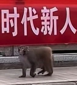 求助!关于活动赠送的极其稀有图纸 3