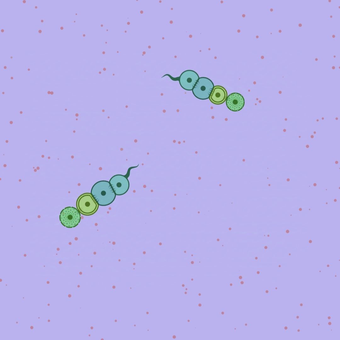 40: Digestion（消化）的一个解法 3