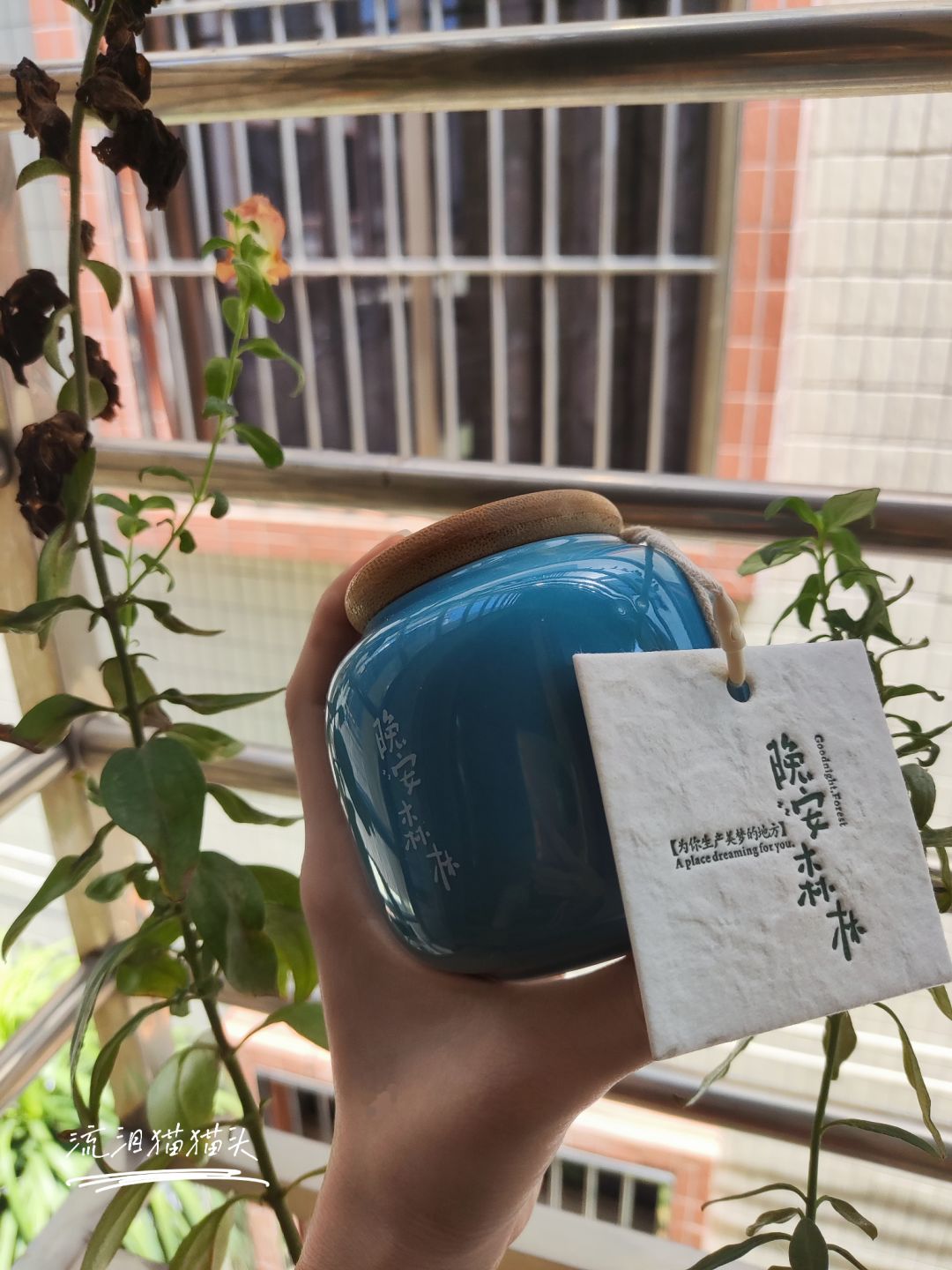 一株金鱼草 1