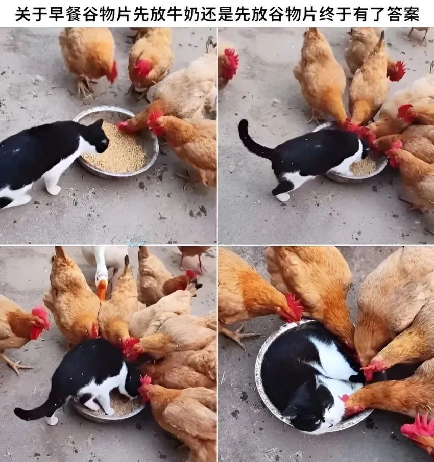 今日份梗图分享 2