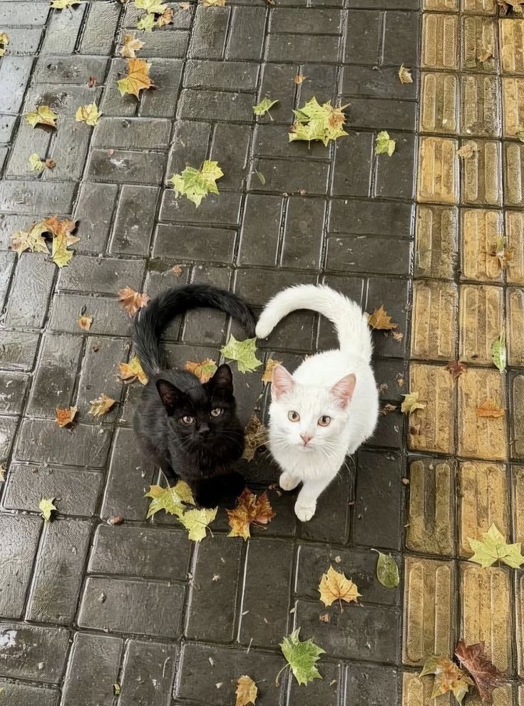 找猫猫糕的来 2