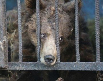 关于“沉浸式体验宠物养成家具”的二三事（第一弹）