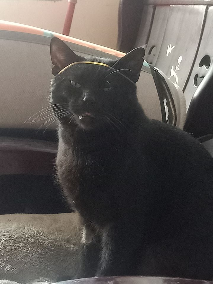 在电脑上用MuMu模拟器玩，看广告没反应。截图