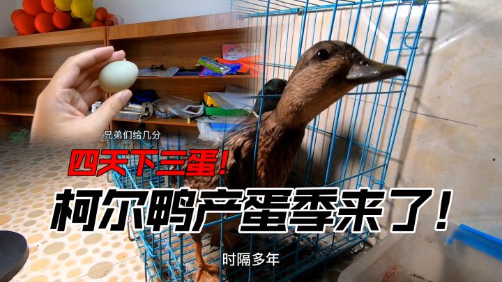 产蛋季来临，柯尔鸭疯狂下蛋！直接起飞~截图