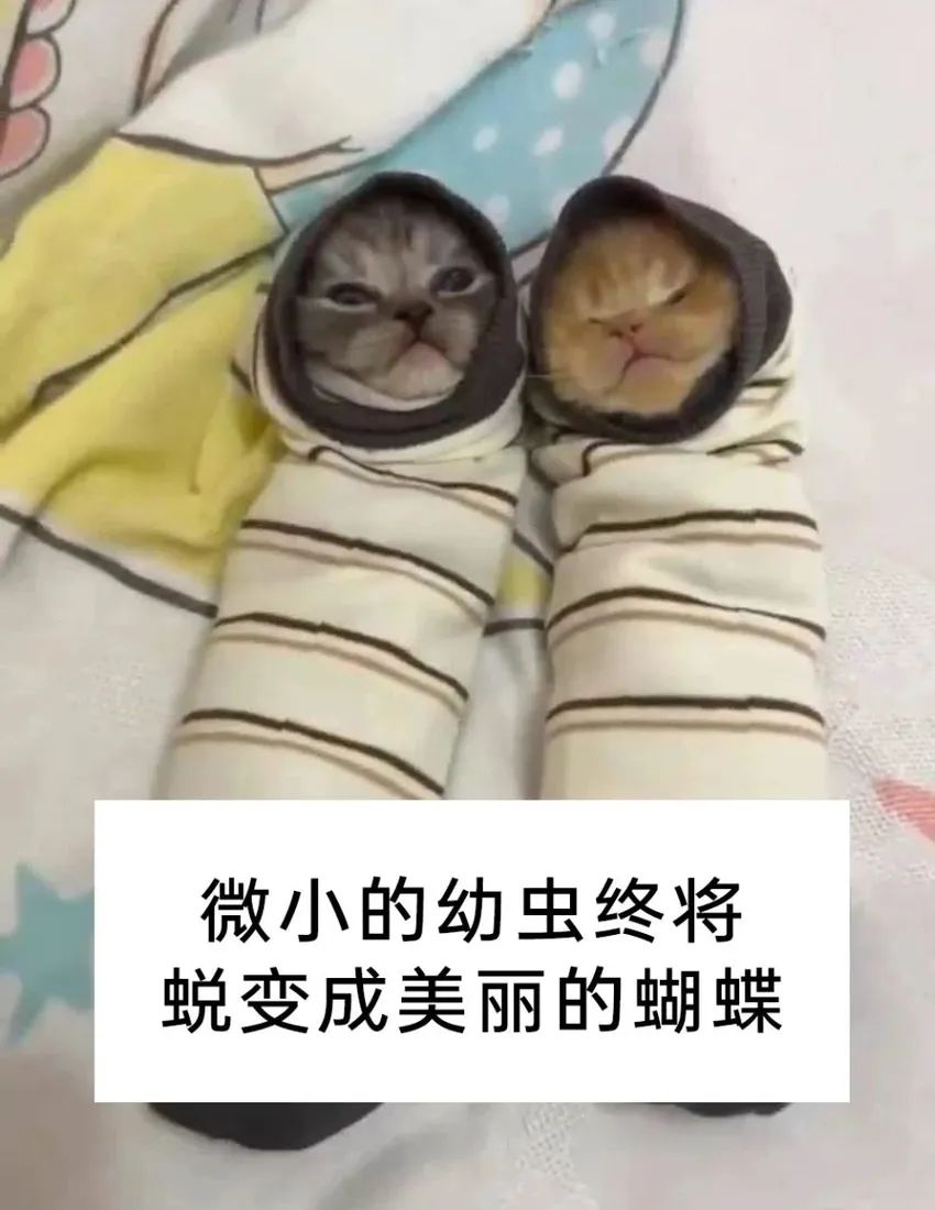 今日份梗图分享 2