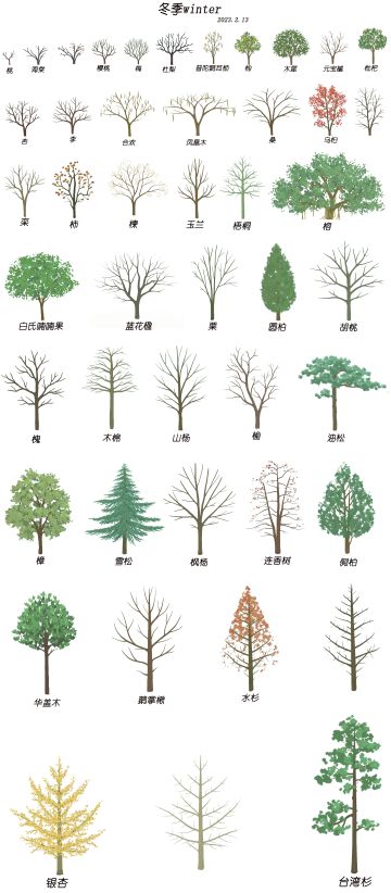 【冬季树种图鉴】（2023.2.13更）