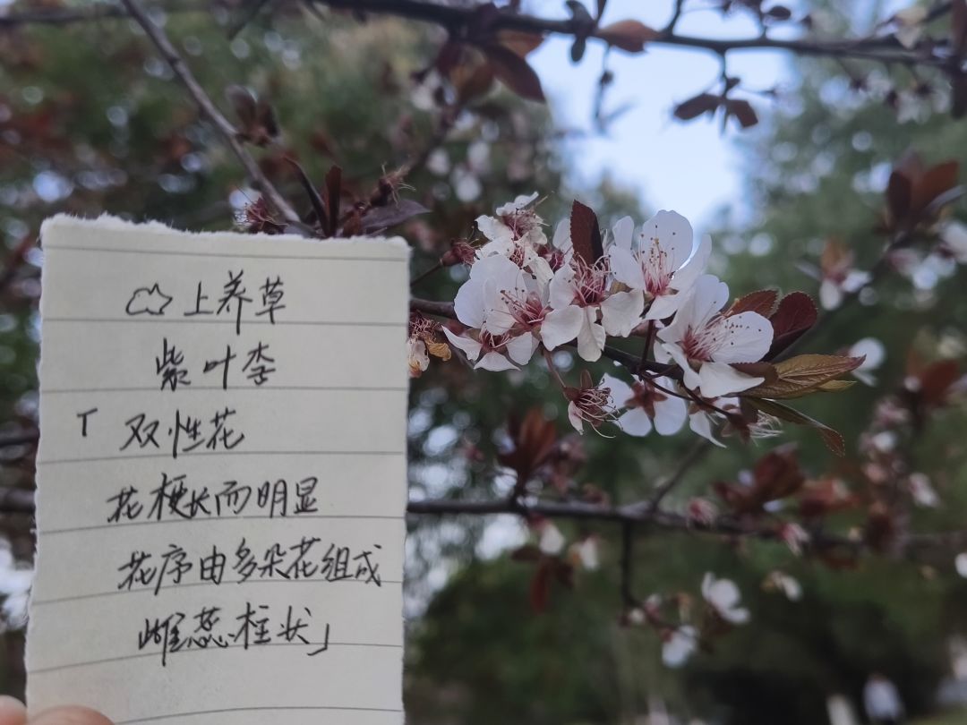 六周年庆🎉活动:花与叶! 5