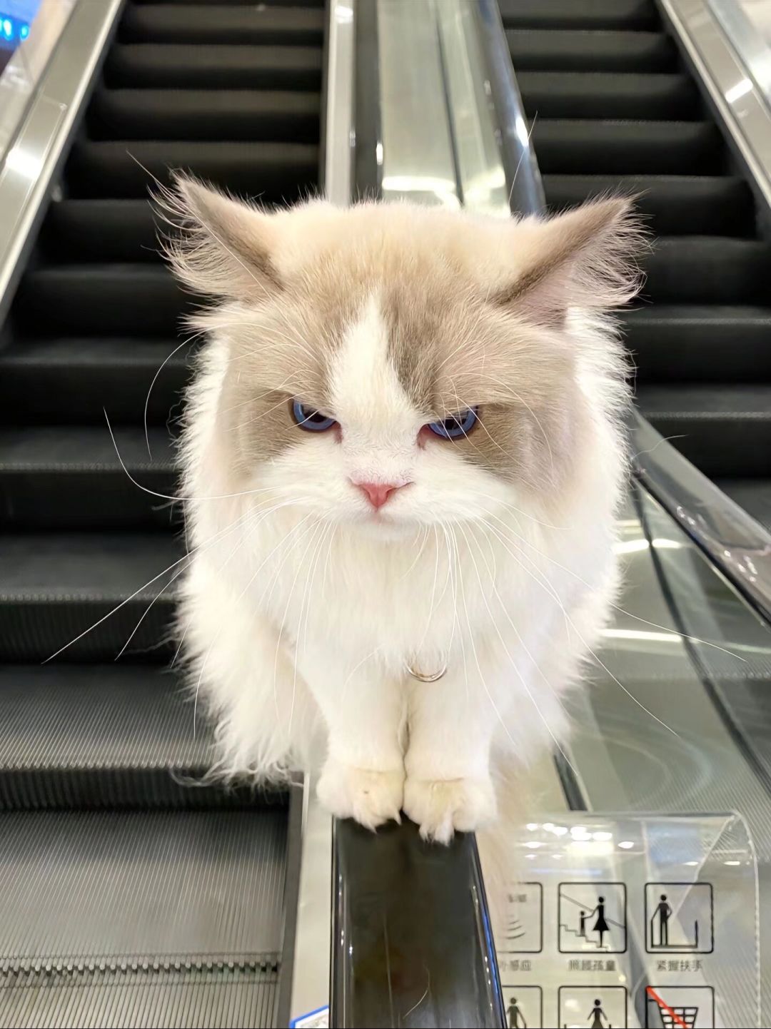 偶遇一只黏人的小猫咪,是时候拥有一只猫了 5
