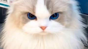 月月两万氪攻略合贴——戏月弦