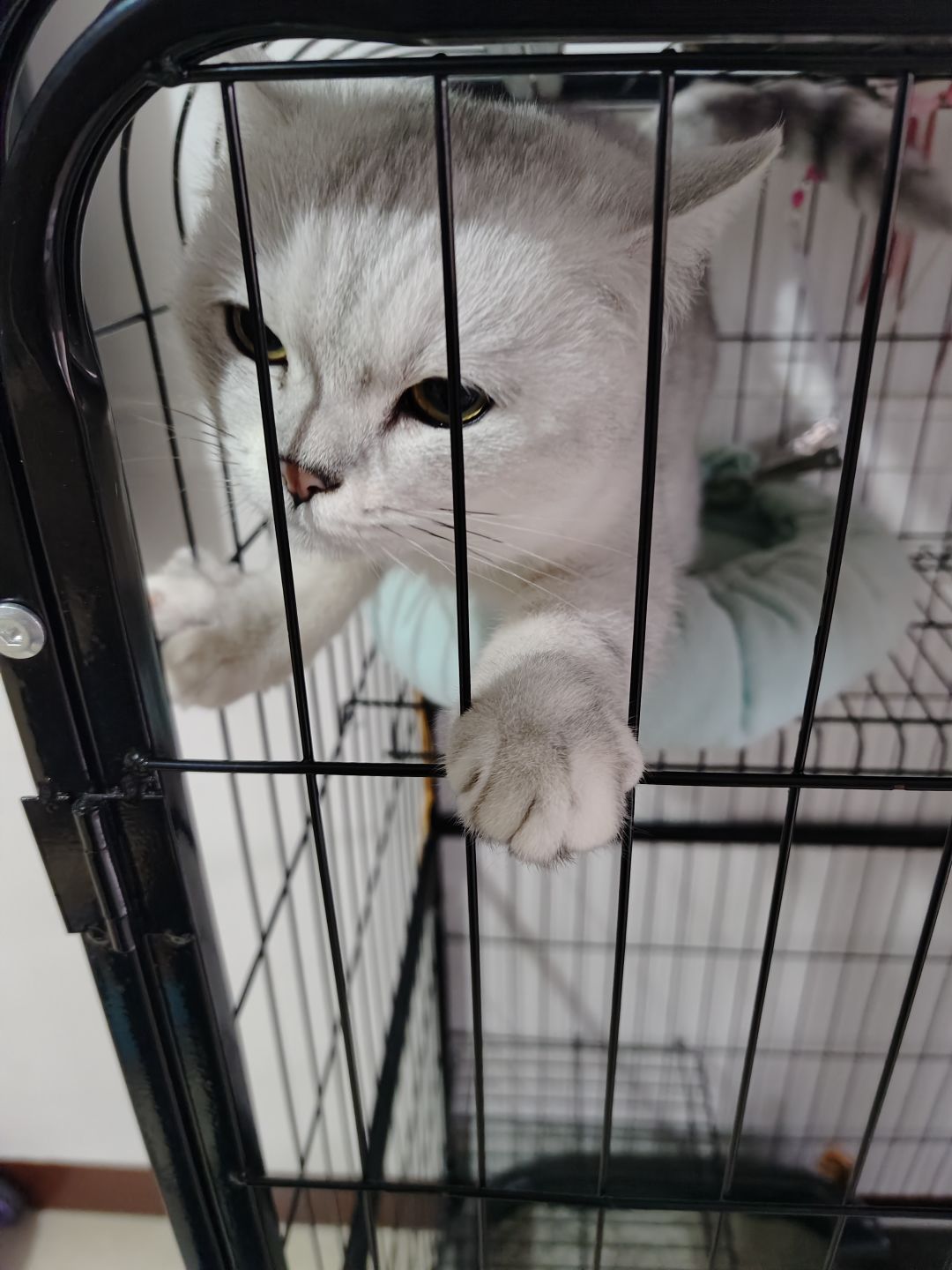 有没有0号身高 1