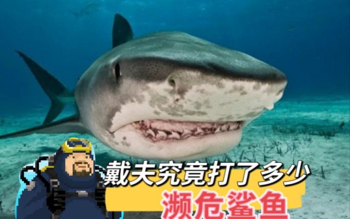 【戴夫杂谈】戴夫究竟打了多少濒危鲨鱼?刑不刑?截图