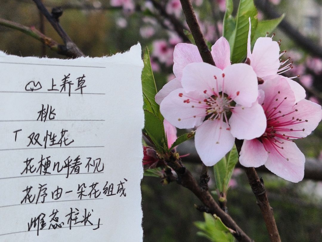 六周年庆🎉活动:花与叶! 3