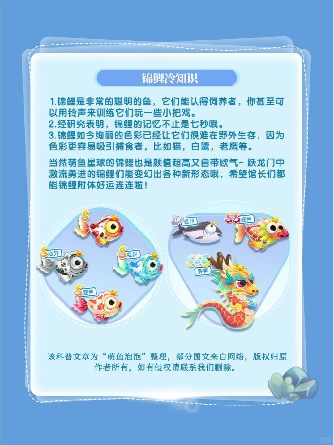萌鱼百科丨第2期：红锦鲤 2