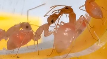 【云养蚁002】粉色蚂蚁你见过吗？速来围观蚂蚁“亲吻”吧！