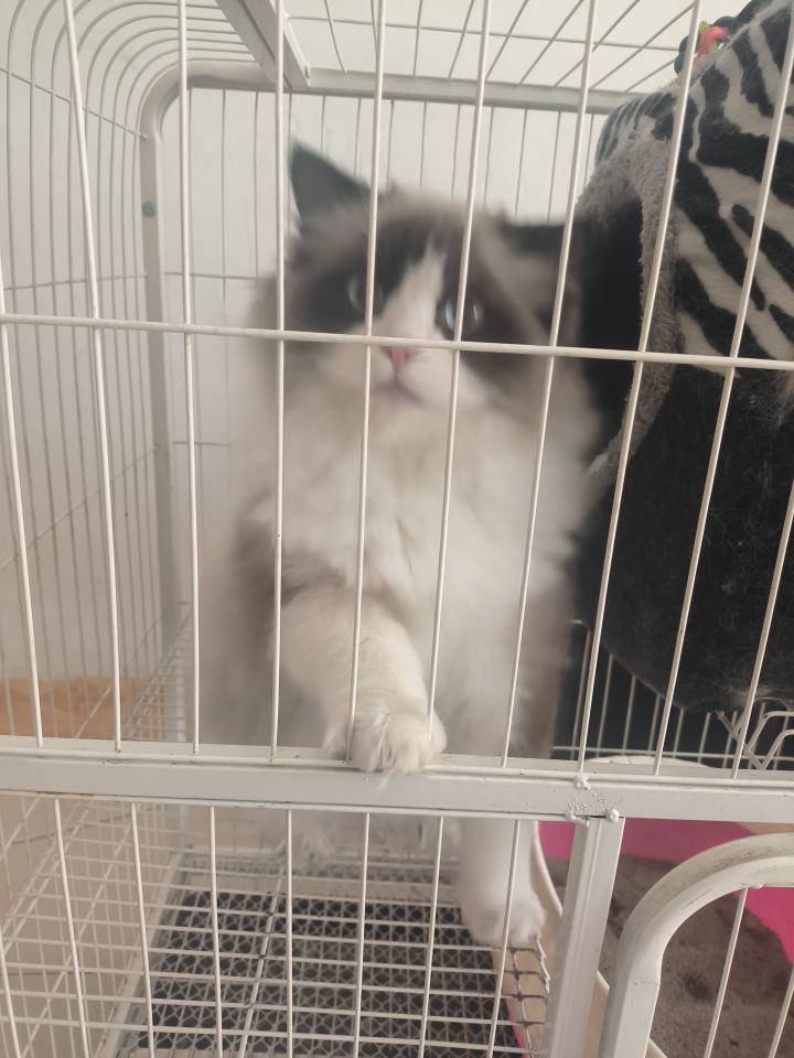想玩游戏的猫猫截图