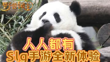 大熊猫人人都有，动物写实SLG手游全新体验