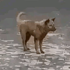 什么时候预下载 1