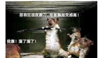 暴吸猿神图纸最佳方块配比研究