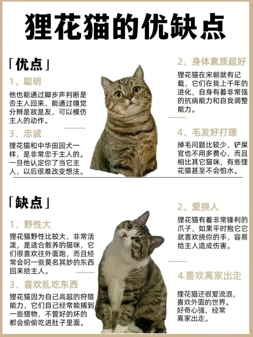 🌟青年大学习|认识狸花猫🌟 2