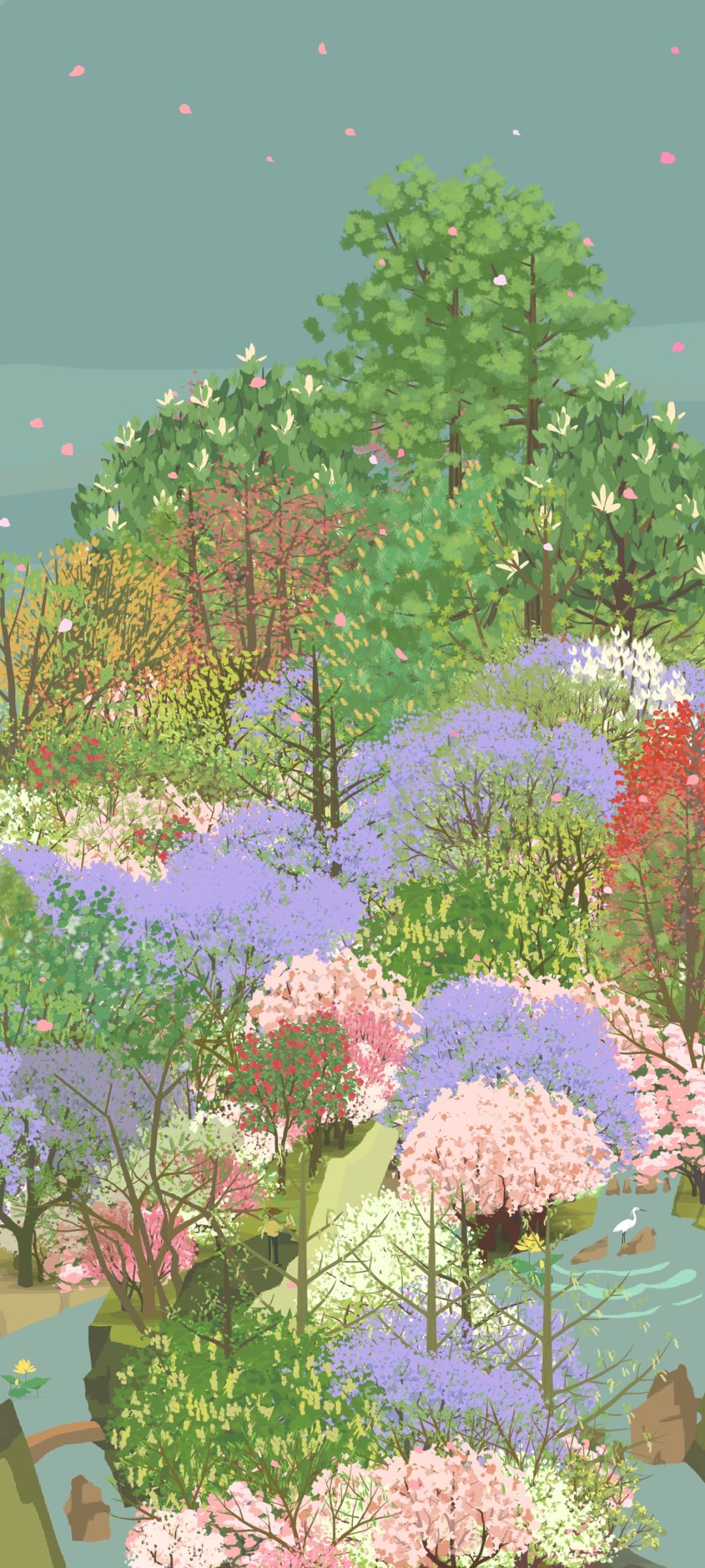 蓝花楹开啦 1