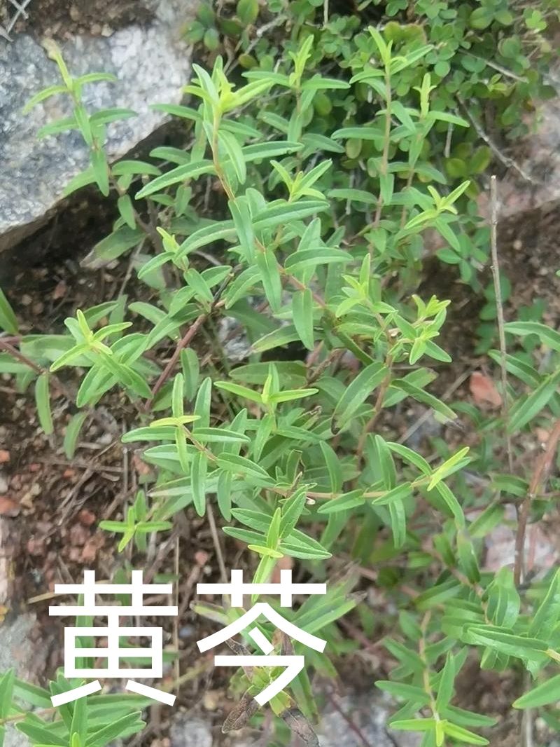 【桃源养生】身边的中草药 3