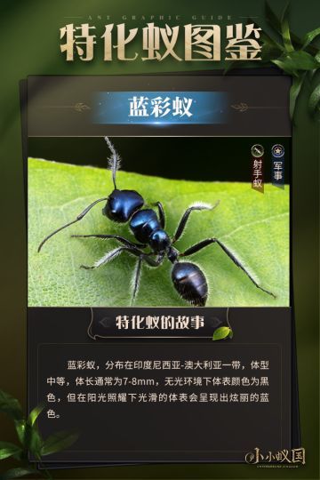 【蚂蚁图鉴】蓝彩蚁
