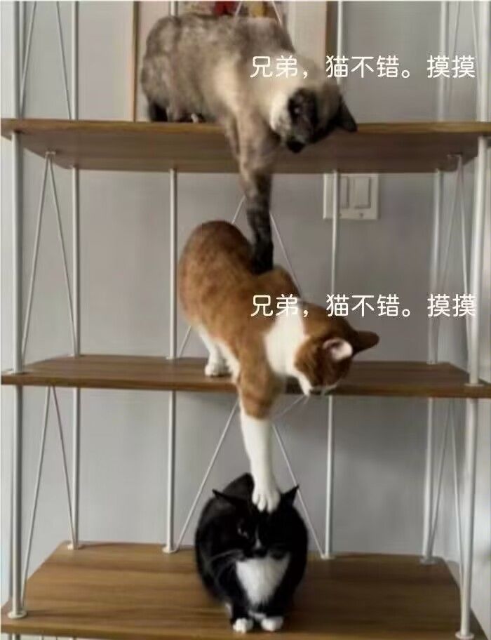 这游戏威龙怎么这么抽象啊截图
