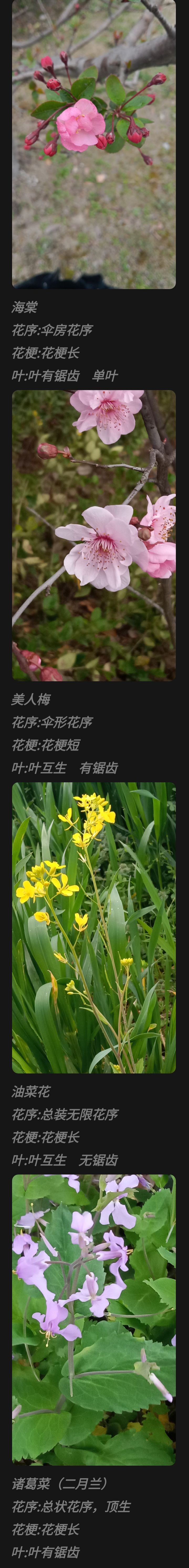 妙手拍花 2